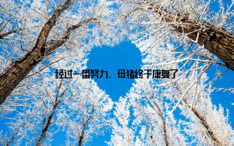 经过一番努力, 母猪终于康复了