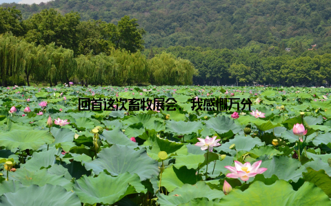 回首这次畜牧展会, 我感慨万分