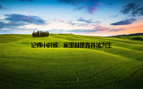 记得小时候, 家里就是靠养猪为生