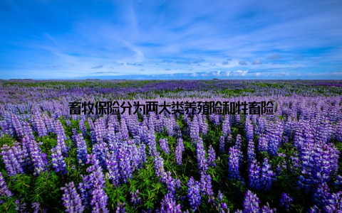 畜牧保险分为两大类养殖险和牲畜险