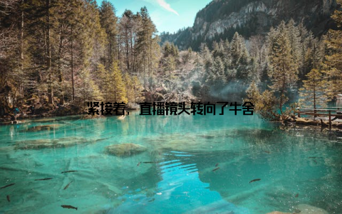 紧接着, 直播镜头转向了牛舍