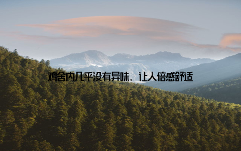 鸡舍内几乎没有异味, 让人倍感舒适