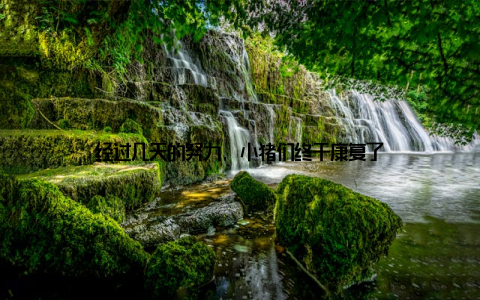 经过几天的努力, 小猪们终于康复了